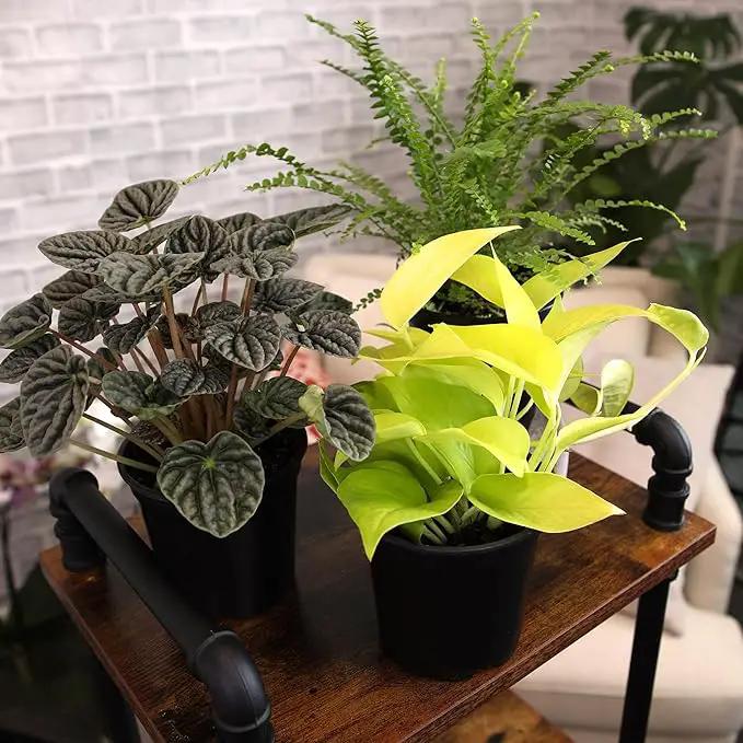 Essential Houseplant Collection (3PK) Live Plants Indoor Plants Live Houseplants in Plant Pots, Easy House Plants Indoors Live, Snake Plant, Pothos in Potting Soil, Clean Air Plants by Plants for Pets by GreenHaven Gardens