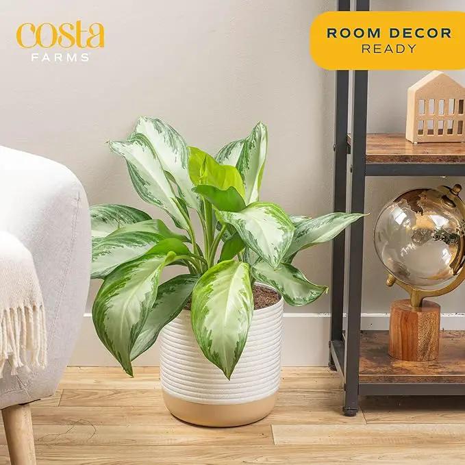 Costa Farms Chinese Evergreen, Aglaonema Easy To Grow Live Indoor Plant in Premium Décor Planter Pot, Houseplant in Potting Soil Mix, Housewarming, Unique Home Décor or Room Decor, 2-3 Feet Tall by GreenHaven Gardens