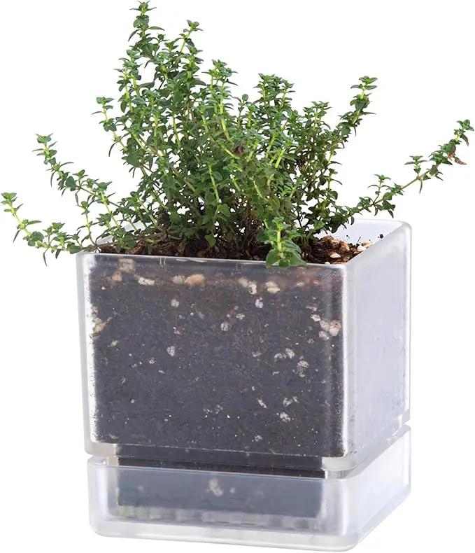 4 Inch Herb Planter Pot, Plastic Planter with Drainage Holes and Saucer, Modern Decorative Gardening Pot for Indoor Plants, Flowers, Herbs, Succulents, Clear, Set of 1, 76-Y-D-1 by GreenHaven Gardens