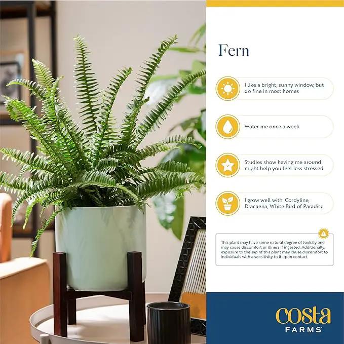 Costa Farms Bird's Nest Fern Live Indoor House Plant 15-Inches Tall, Grower's Pot by GreenHaven Gardens
