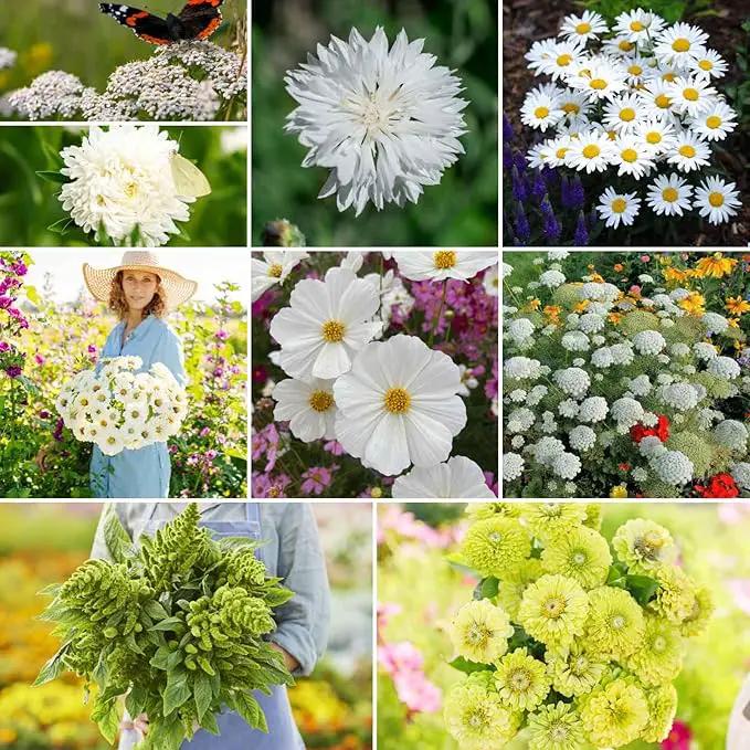 Eden Brothers Green with Envy Flower Mixed Seeds for Planting, 1 lb, 480,000+ Seeds with White Yarrow, Cornflower White | Attracts Pollinators, Plant in Spring or Fall, Zones 3, 4, 5, 6, 7, 8, 9, 10 by GreenHaven Gardens