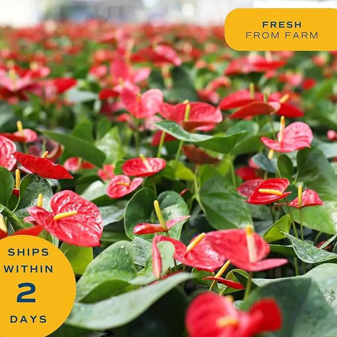 Costa Farms Anthurium Plant, Live Indoor Houseplant with Red Flowers, Easy Grow Flowering House Plant in Cute Décor Pot, Birthday, Housewarming, Get Well Soon, Home, Room, Office Décor, 12-Inches Tall by GreenHaven Gardens
