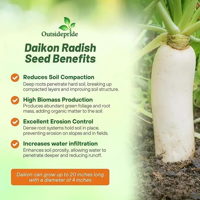 Outsidepride Annual Daikon Radish Seeds - 1 lb. Chinese, Japanese, & Oriental Radish Seeds for Soil Health, Erosion Control, & Soil Aeration - Ideal for Gardens, Cover Crops, Pastures, & Food Plots by GreenHaven Gardens