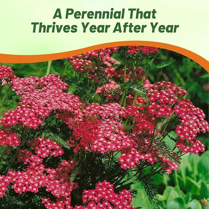 Outsidepride Cerise Queen Yarrow Seeds – 10000 Pcs. Perennial, Versatile, Clump-Forming, & Drought Tolerant Flower Seeds for Planting Fragrant & Vibrant Blooms, Ideal for Pollinator Gardens by GreenHaven Gardens