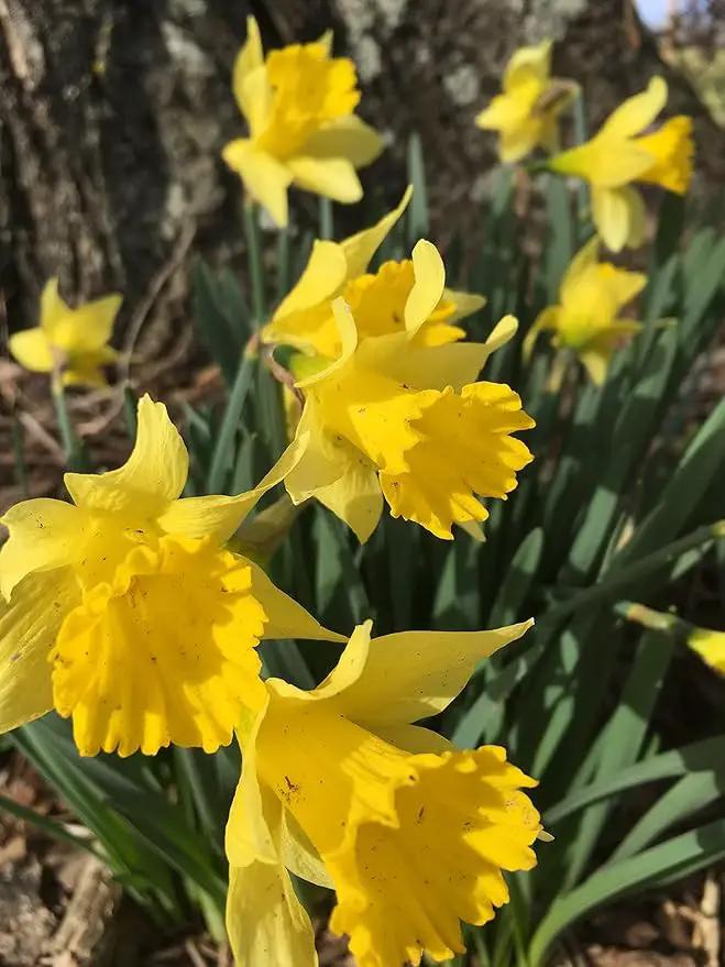 Dutch Master Daffodils (25 Bulbs) - Yellow Daffodil Narcissus Bulbs by GreenHaven Gardens