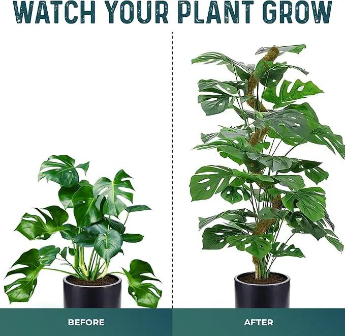 2 Pack 42'' Bendable Moss Pole Monstera Plant Support - Real Forest Moss for Climbing Indoor Plants - Stakes for Potted Climbers - Tall Sticks Indoor Trellis for Houseplants - Pot Accessories by GreenHaven Gardens
