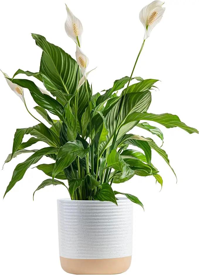 Costa Farms Peace Lily Plant, Live Indoor Houseplant with Flowers Potted in Indoors Garden Plant Pot, Air Purifying Potting Soil, Birthday, New House Gift, Home, Office and Room Decor, 2-3 Feet Tall by GreenHaven Gardens
