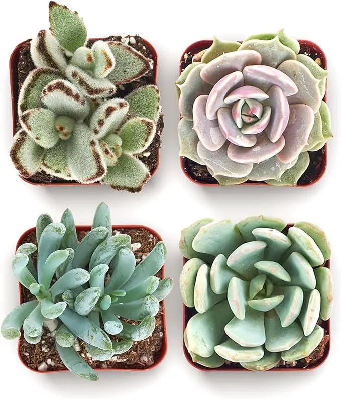 Shop Succulents Mixed Succulent Plant Pack 2" Grow Pot Pack of 4 by GreenHaven Gardens