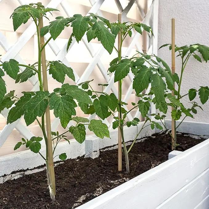 Plant Stakes,12 Inches Natural Garden Bamboo Sticks,BOVITRO 20Pcs Plant Support Stakes for Tomatoes,Beans,Vegetable and Potted Plants by GreenHaven Gardens
