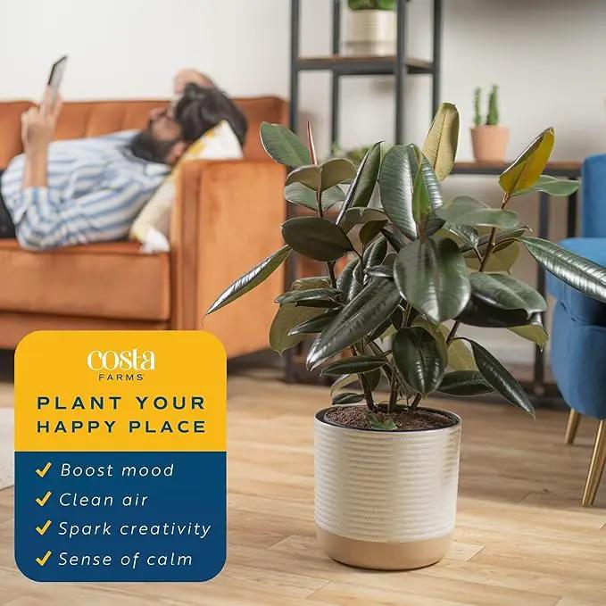Costa Farms Burgundy Rubber Plant, Live Indoor Ficus Elastica Tree, Live Indoors Houseplant in Décor Planter Pot, Potting Soil Mix, Gift for Housewarming New House, Home or Office Decor, 2-3 Feet Tall