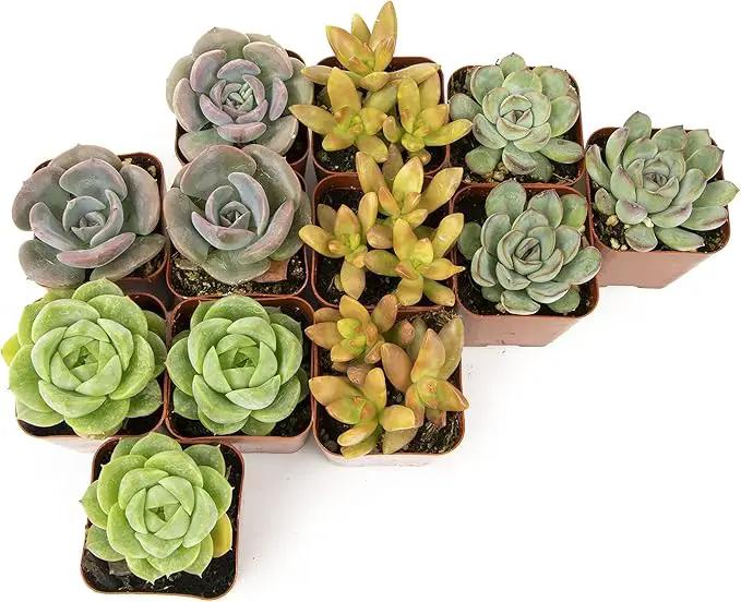 Succulents Plants Live (12PK) Potted Succulent Plants Live House Plants, Cactus Plants Live Plants Indoor Plants Live Houseplants, Indoor Plant Succulents Live Plant House Plant by Plants for Pets by GreenHaven Gardens