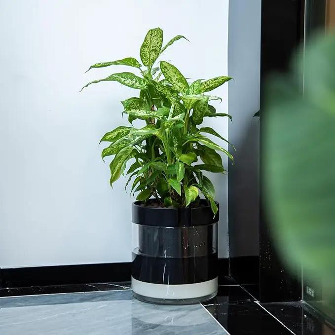 Phoenix Vine 10 Inch Self Watering Terracotta Planter, Black Terracotta Clay Pot with Glass Reservoir for Indoor Plants, Herbs, Flowers, Set of 1, 52-C-I-1 by GreenHaven Gardens
