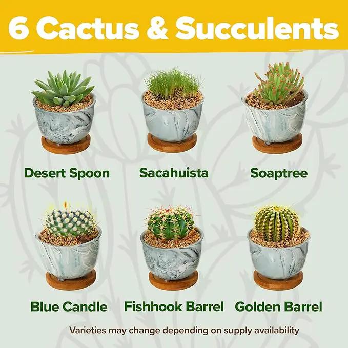 HOME GROWN Deluxe Succulent & Cactus Seed Grow Kit - Complete Indoor Plant Kit with Cactus Seeds, Potting Soil, Ceramic Pots, Drip Trays, and Grow Guide for Plant Enthusiasts by GreenHaven Gardens