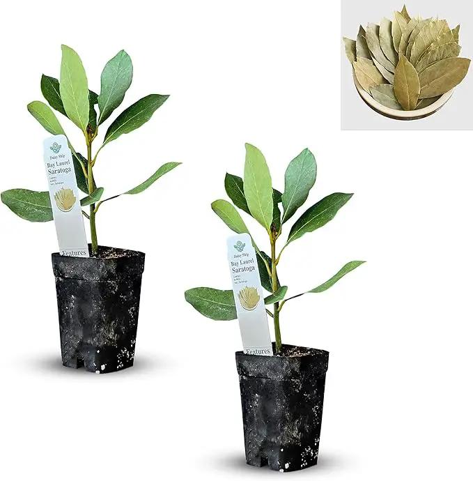 Mediterranean Bay Leaf, Bay Laurel Live Plant. Saratoga Variety - Laurus Nobilis. Live Plant. Fragrant, Fresh, Edible. Best for Pot Planting and Indoor. Mild Flavor. (2 Saratoga Plants in Cup) by GreenHaven Gardens