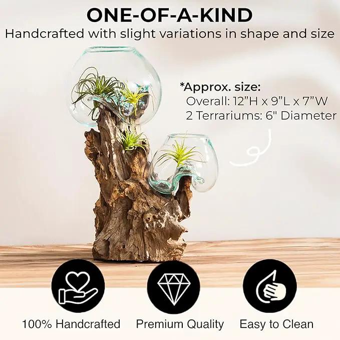 Cape Craftsmen 12" H Hand-Blown Blue Tinted Bubble Glass On Natural Teak Driftwood Terrarium | Home Décor Indoor Planter with Stand | Pot for Succulent and Plants by GreenHaven Gardens