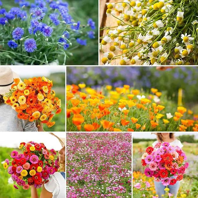 Eden Brothers Field Day Flower Mixed Seeds for Planting, 5 lb, 2,400,000+ Seeds with Zinnia Lilliput, Calendula Mix | Attracts Pollinators, Plant in Spring or Fall, Zones 3, 4, 5, 6, 7, 8, 9, 10 by GreenHaven Gardens