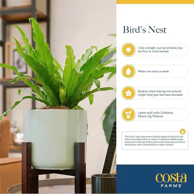 Costa Farms Bird's Nest Fern Plant, Easy Care Live Indoor Houseplant in Modern Decor Planter, Potted in Soil Potting Mix, Outdoor Garden Gift, Beautiful Home Décor, Housewarming Gift, 15-Inches Tall by GreenHaven Gardens