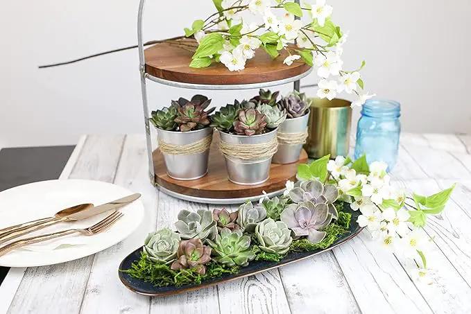 Live Succulents Plants Live Bulk Plant Tray (50 Pack), Bulk Succulents Live Indoor Plants Live Houseplants, Live Plants in Cactus and Succulent Soil Mix, Live Plant Kit Plant Gifts by Plants for Pets by GreenHaven Gardens