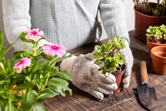 11Pcs Succulent Tools,Mini Garden Tools,Succulent Watering Tool as Plant Accessories,Succulent Gardending Hand Tools Kit for Seedling Soil,Caring Succulent,Houseplant,Gifts for Woman (No Flowerpot) by GreenHaven Gardens