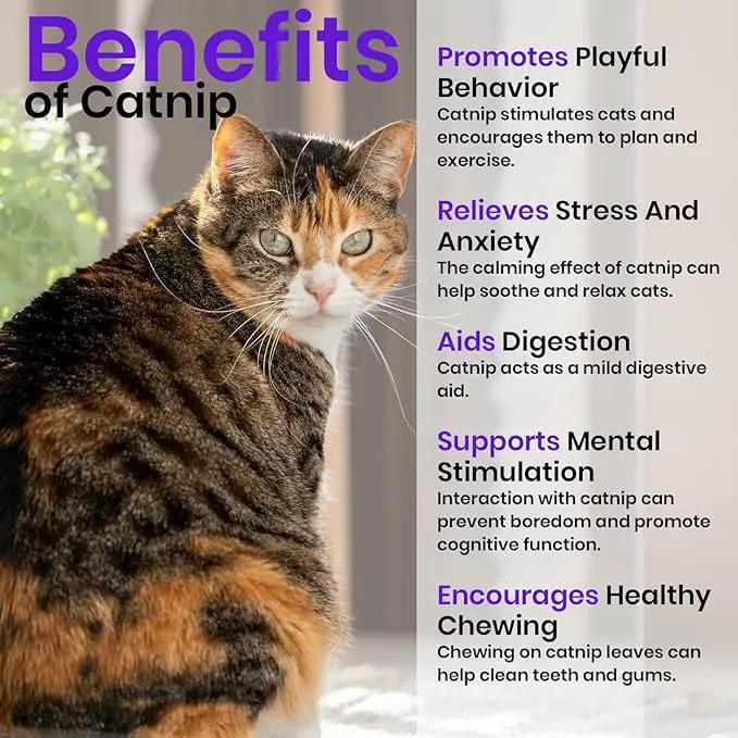 NatureZ Edge Cat Grass Seeds & Catnip Seeds - 3 Pack Variety Kit, Cat Grass for Indoor Cats, Oat & Barley Seeds for Planting, Cat Plant, Indoor Cat Grass Kit, hierba para Gatos by GreenHaven Gardens