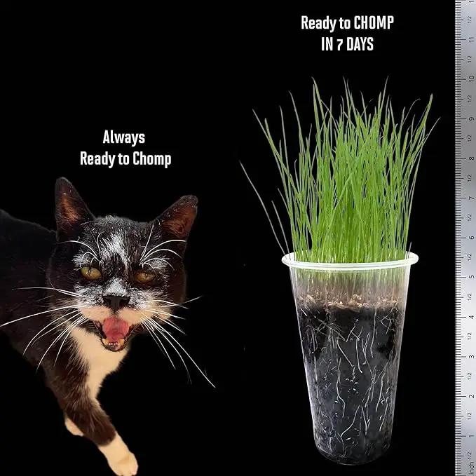 Cat Grass Seeds – Smooth Tasty Ryegrass – Grows 100 Pots of Fresh Cat Grass for Indoor Cats & Kittens – Easy & Fast – Bulk Rescuer's Pack Grows 1,250 Square inches of Edible cat Grass Vitamunch by GreenHaven Gardens
