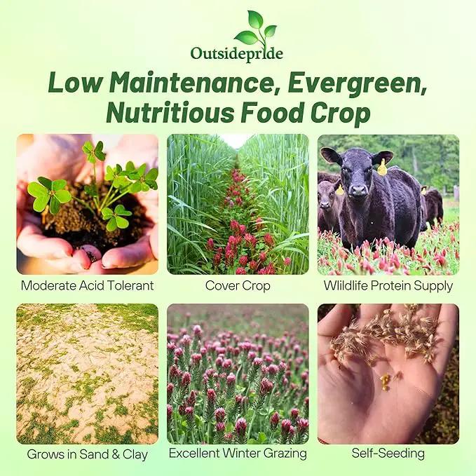 Outsidepride Crimson Clover Seeds - 10 lbs. Annual, Nitrocoated, & Inoculated Ground Cover Seeds, Ideal Clover Seed for Lawn, Cover Crop, Pasture, Hay, Green Manure & Wildlife Forage by GreenHaven Gardens