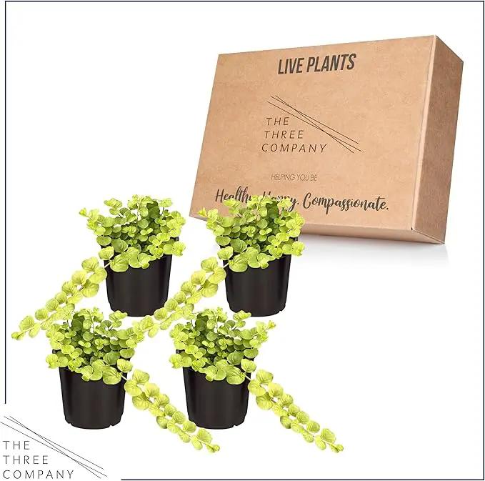Live Lysimachia Plant - Creeping Jenny (4 Plants Per Pack) - Healthy Trailing Plant - Beautiful Spring Accent - 6" Tall by 4" Wide in 1 Pint Pot by GreenHaven Gardens