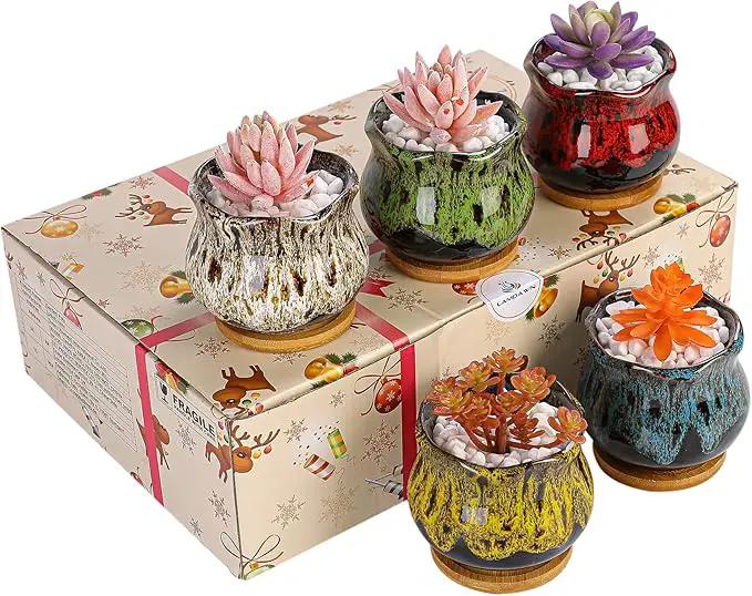 Cute Ceramic Succulent Garden Pots, Planter with Drainage and Attached Saucer, Set of 5 - Plants Not Included (Fambe) by GreenHaven Gardens