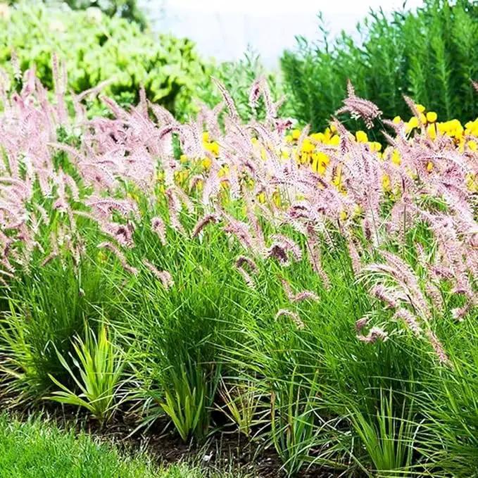 Pack 3 Fountain Grass Plants Live, 5-9 Inch Tall, Ornamental Grasses Live Plants Perennial, Well-Rooted Perennial Grass Clumps (Pink Rose Fountain Grass) by GreenHaven Gardens