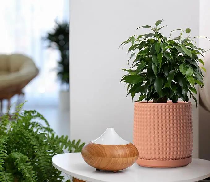 D'vine Dev Set of 2 Ceramic Plants Pots, 6 Inch Beaded Stoneware Flower Pot for Plants with Drainage Hole and Saucer, Terracotta, 27-E-X-7 by GreenHaven Gardens