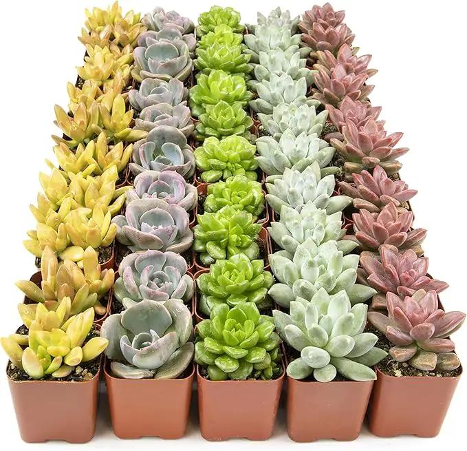 Live Succulents Plants Live Bulk Plant Tray (50 Pack), Bulk Succulents Live Indoor Plants Live Houseplants, Live Plants in Cactus and Succulent Soil Mix, Live Plant Kit Plant Gifts by Plants for Pets by GreenHaven Gardens