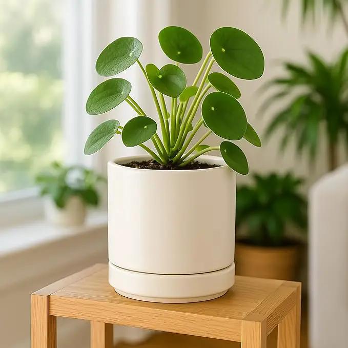 D'vine Dev 6 Inch Ceramic Planter Pot with Drainage Hole and Saucer, Indoor Cylinder Round Planter Pot, Oatmeal, 94-O-C-8 by GreenHaven Gardens