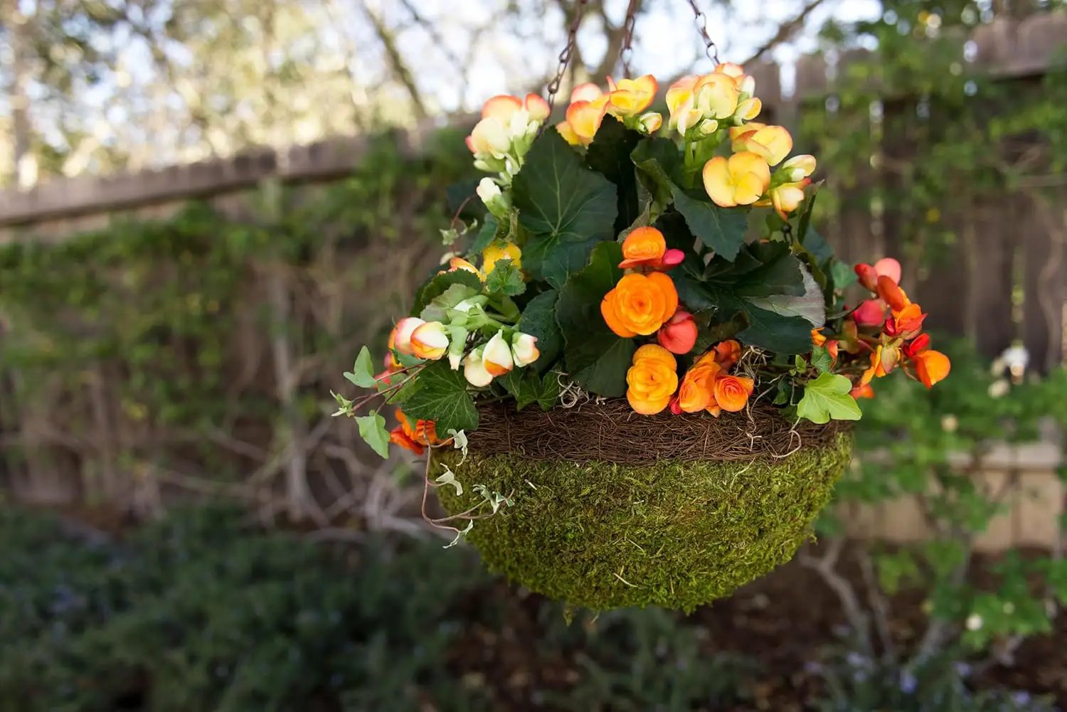 SuperMoss (29205 MossWeave Hanging Basket | Outdoor Hanging Planter with Moss | Decorative Plant Hanger for Porch, Balcony, Garden & Home Décor, Round with Wicker Rim, Large 16.5” D, Green by GreenHaven Gardens