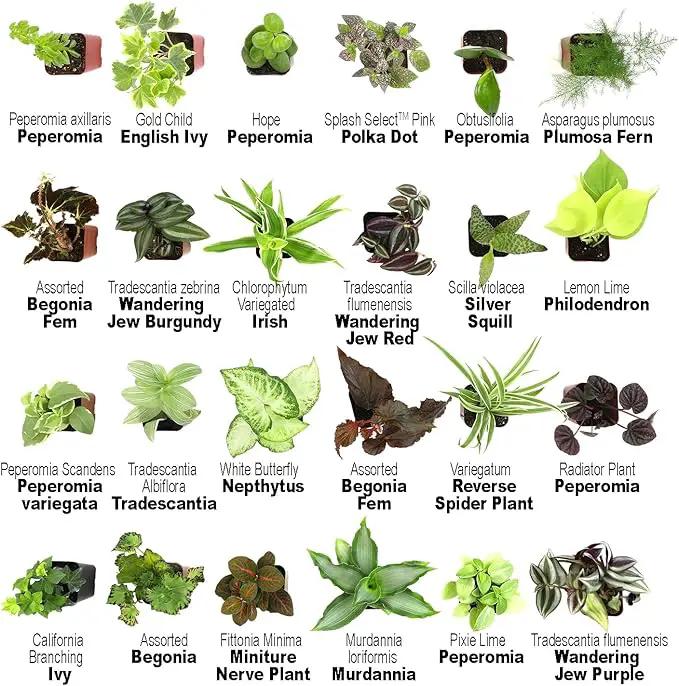 Altman Plants Live Houseplants (12PK), Indoor Plants for Delivery Prime, Live Plants and Gardening Gifts for Plant Lovers, Planters for Indoor Plants with Potting Soil, Live House Plants Indoors Live by GreenHaven Gardens