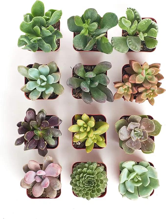 Shop Succulents Unique Succulent Plant Pack Collection - Live Mini Succulent Plants, Low Maintenance, Exceptional Colors & Textures - Wedding and Party Favors, Gift & Garden, Pack of 12 by GreenHaven Gardens
