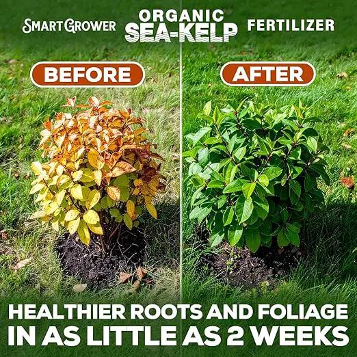 Organic Sea Kelp Fertilizer for Plants – Water-Soluble – Makes 100 Gallons – Kelp Meal Concentrate Plant Food – for Indoor Gardens, Hydroponics, Vegetables, Houseplants - Smart Grower - 4oz Bag by GreenHaven Gardens