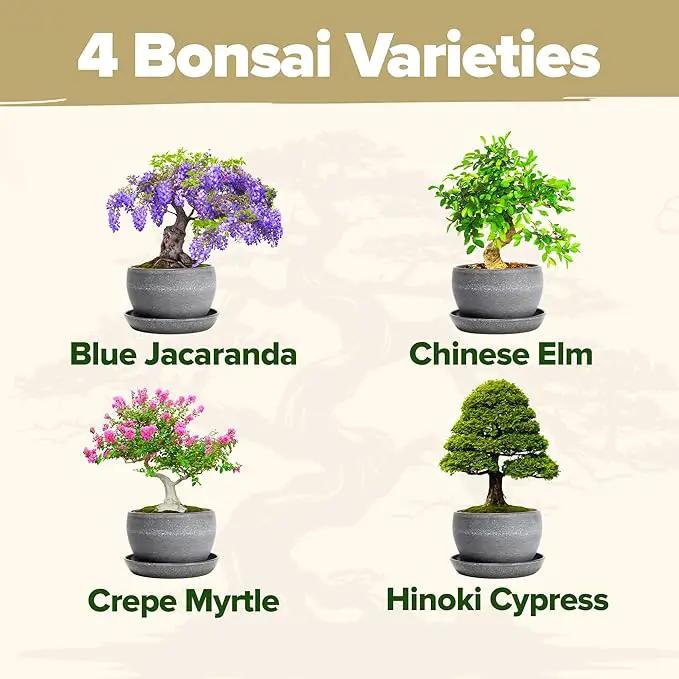 HOME GROWN Bonsai Tree Kit – Easy to Grow 4 Species of Bonsai w/Our Complete Plant Kit: Bonsai Pots & Peat Pellets Including a Bonus in-Depth Grow Guide - Great Gardening Gifts for Women and Men by GreenHaven Gardens