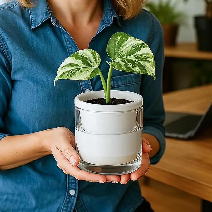 D'vine Dev 4 Inch Design Self Watering Planter for Indoor Plants, White Terracotta Pots with Cylinder Glass Cup, Set of 4, 37-Z-A-2-F by GreenHaven Gardens