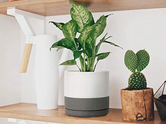 D'vine Dev Set of 2 Plants Pots, 8 Inch Ceramic Planter Pot for Plants with Drainage Hole and Saucer, White/Speckled Grey, 94-V-D-6 by GreenHaven Gardens