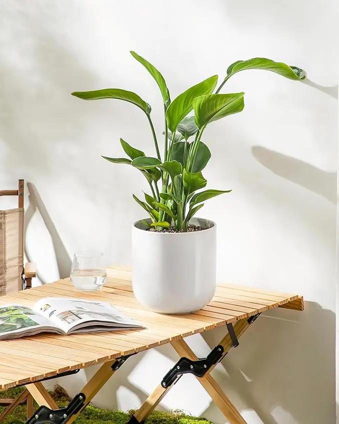 vancasso 8 Inch Ceramic Plant Pots, Planters with Drainage Hole, Flower Pots Planters Pots for Indoor Plants, Modern Indoor Decorative Garden Pot, Home Decor, White by GreenHaven Gardens