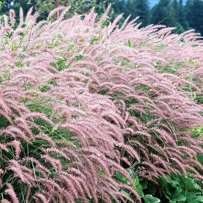 Pack 3 Fountain Grass Plants Live, 5-9 Inch Tall, Ornamental Grasses Live Plants Perennial, Well-Rooted Perennial Grass Clumps (Pink Rose Fountain Grass) by GreenHaven Gardens