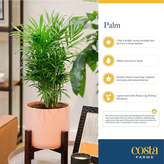 Costa Farms Cat Palm, Live Indoor Houseplant in Indoor Garden Plant Pot, Floor Plant Potted in Potting Soil, Housewarming Gift for New Home, Living Room, Office, Patio Palm Tree Decor, 3-4 Feet Tall by GreenHaven Gardens