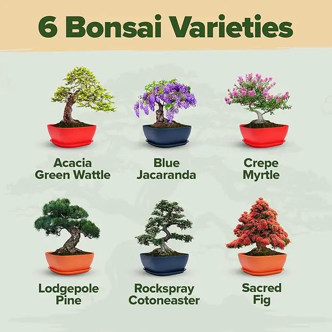 Bonsai Tree Kit - Gifts for Men & Women (Master Kit) by GreenHaven Gardens