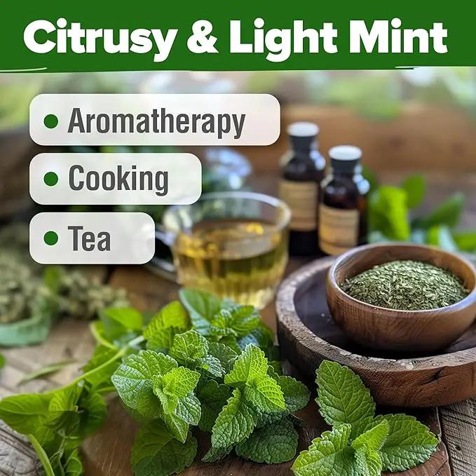 HOME GROWN 𝗨𝗦𝗔 𝗣𝗥𝗘𝗠𝗜𝗨𝗠 Lemon Balm Seed Pack - 403 Non-GMO USA Heirloom Herbal Tea Seeds - Bulk Lemon Balm Seeds for Planting Gardens Indoors or Outdoors - Herb Seeds (Melissa officinalis) by GreenHaven Gardens
