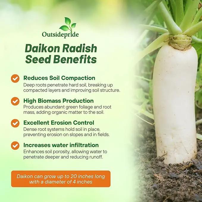 Outsidepride Annual Daikon Radish Seeds - 10 lbs. Chinese, Japanese, & Oriental Radish Seeds for Soil Health, Erosion Control, & Soil Aeration - Ideal for Gardens, Cover Crops, Pastures, & Food Plots by GreenHaven Gardens