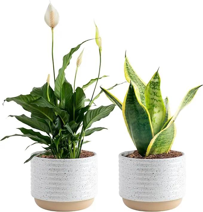 Costa Farms Live Plants (Pack of 2), Easy to Grow Real Indoor Houseplants, Air Purifying Plants, Grower's Choice in Home Décor Indoors Plant Pots, New House Gift or Room Décor by GreenHaven Gardens