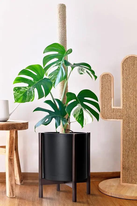 D'vine Dev Planter Pot with Stand - 12 Inch Plastic Cylinder Flower Pot with Wood Planter Holder for Indoor, Matte Black Pot + Walnut Color Stand, 55-C-O-2 by GreenHaven Gardens
