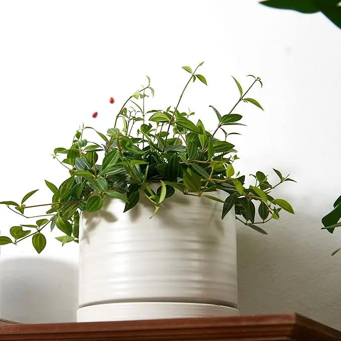 6 Inch Plant Pots, Ceramic Planter Pot with Drainage Hole & Saucer, Indoor/Outdoor Cylinder Round Planter Pot, Matte White by GreenHaven Gardens