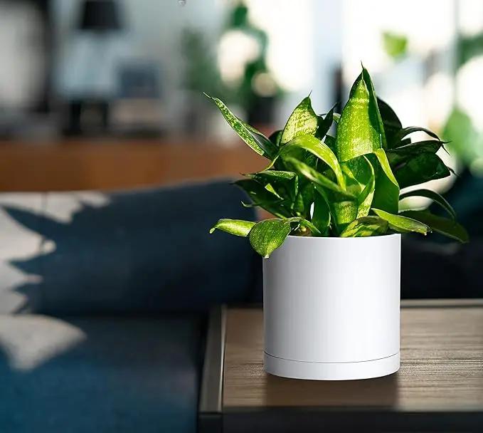 D'vine Dev 2 Pack 5.5 Inch Modern Plastic Plant Pots, Small Garden Planters for Plant with Drainage Holes and Saucers, White Color, 74-Z-H-1 by GreenHaven Gardens