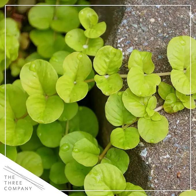 Live Lysimachia Plant - Creeping Jenny (4 Plants Per Pack) - Healthy Trailing Plant - Beautiful Spring Accent - 6" Tall by 4" Wide in 1 Pint Pot by GreenHaven Gardens